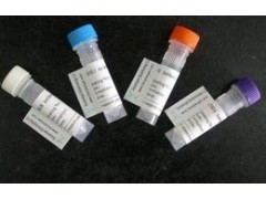 組織因子抗體產(chǎn)品介紹與供應詳情 - 上海安研生物試劑銷售網(wǎng)